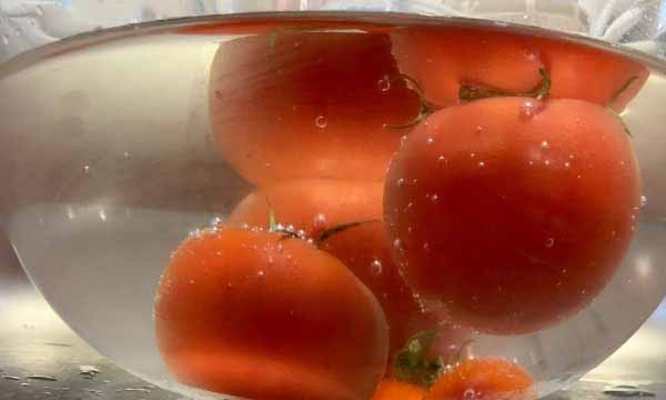 水に浮かぶトマトと沈むトマトを見つけよう！