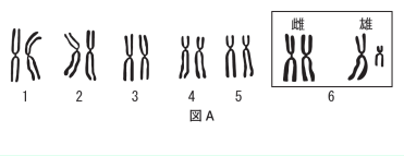 【生殖と減数分裂】染色体って何？   