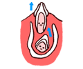 乳歯の根を道しるべに、永久歯が生えてくる。