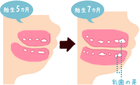 赤ちゃんの歯の芽は お腹の中でできはじめる 赤ちゃん 子供の歯磨き情報 118kids ベネッセ教育情報サイト