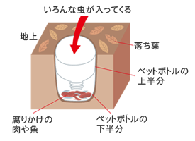 夏休みの自由研究テーマに 自然環境教育 昆虫が好きな食べ物は ベネッセ教育情報サイト