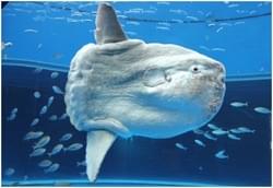 マンボウと目が合った! 派手な色の魚の味は!? ポイントを押さえ