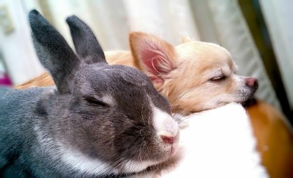 ウサギの病気 毛球症 って 症状と原因を専門医が解説 ベネッセ教育情報サイト