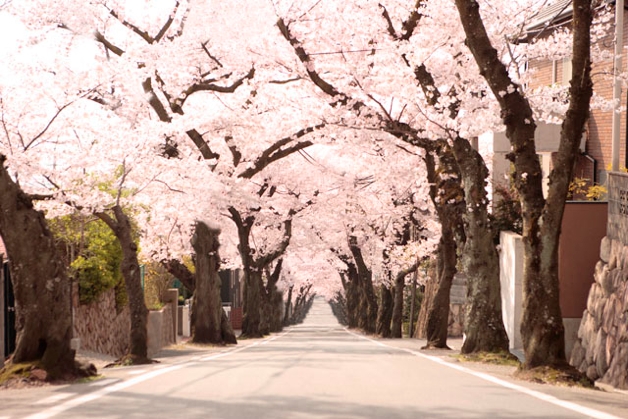 きれいなだけじゃない 桜のすごいところ ベネッセ教育情報サイト