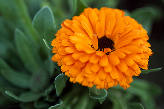 太陽の花 とも呼ばれるきんせんかを眺めて 元気をもらいましょう ベネッセ教育情報サイト