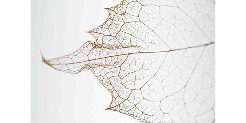 葉っぱでアート！2【小学生自由研究】｜ベネッセ教育情報サイト