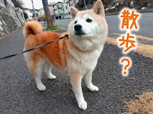 小学校の通学路へ、犬と。
