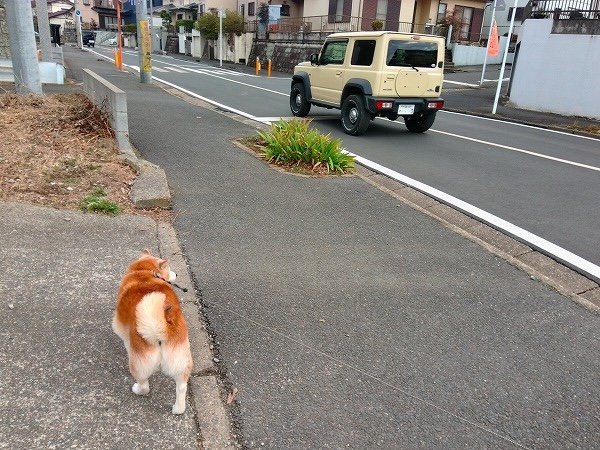 車が多い通学路へ、犬と。