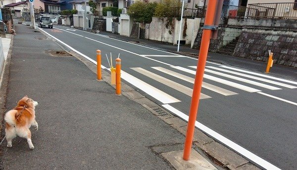 車が多い通学路へ、犬と。
