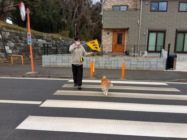 車が多い通学路へ、犬と。
