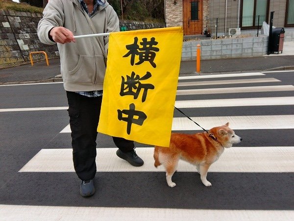 車が多い通学路へ、犬と。