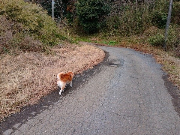 暗い通学路へ、犬と。