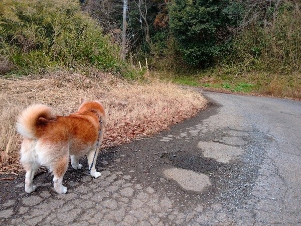 暗い通学路へ、犬と。