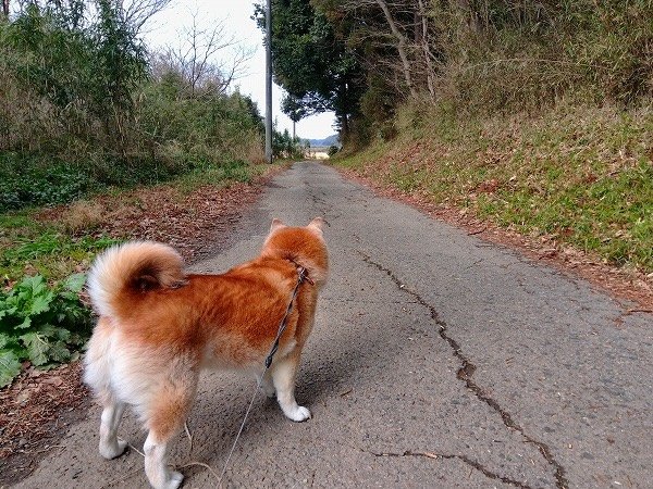 暗い通学路へ、犬と。