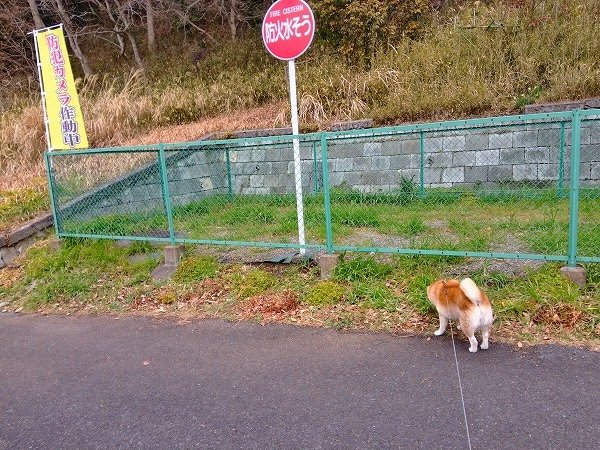 暗い通学路へ、犬と。