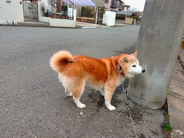 暗い通学路へ、犬と。