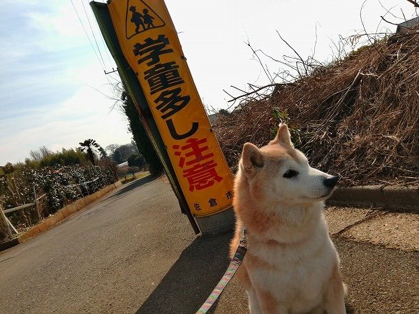 入学に向かって、犬と。