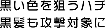 黒い色を狙うハチ 黒髪も攻撃対象に