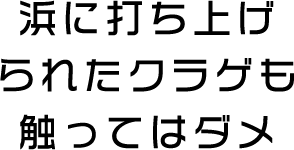 浜に打ち上げられたクラゲも触ってはダメ