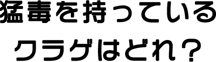 猛毒を持っているクラゲはどれ？