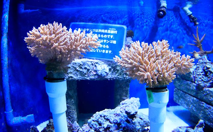 サンゴ礁をきっかけに 考えてみよう環境問題 ベネッセ教育情報サイト
