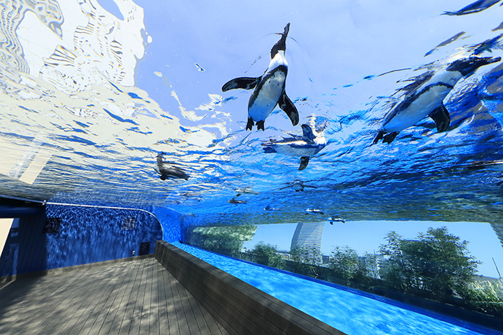 ペンギン「サンシャイン水族館」