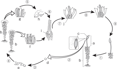 生物の系統 コケ植物 シダ植物の関係がわかりません 生物 定期テスト対策サイト