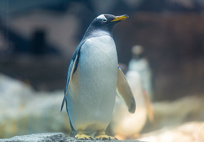 海の生き物ランキング 親子で行こう 動物園 水族館 ベネッセ教育情報サイト
