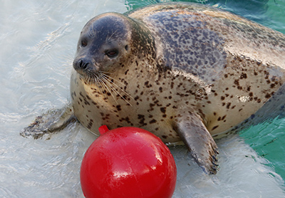 海の生き物ランキング 親子で行こう 動物園 水族館 ベネッセ教育情報サイト